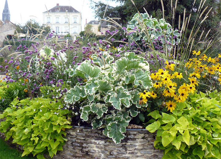 Massif de plantes avec le chou Crème Chantilly