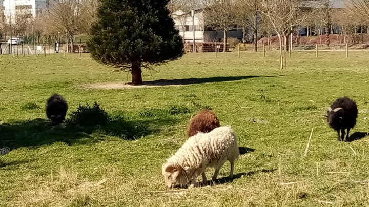 Moutons sur le campus