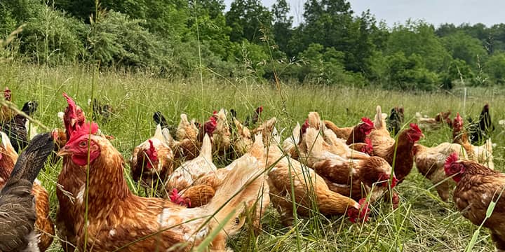 Poules en liberté