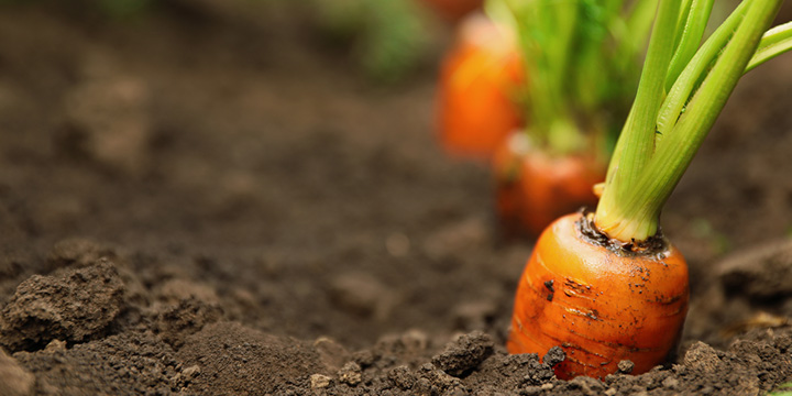 Carottes
