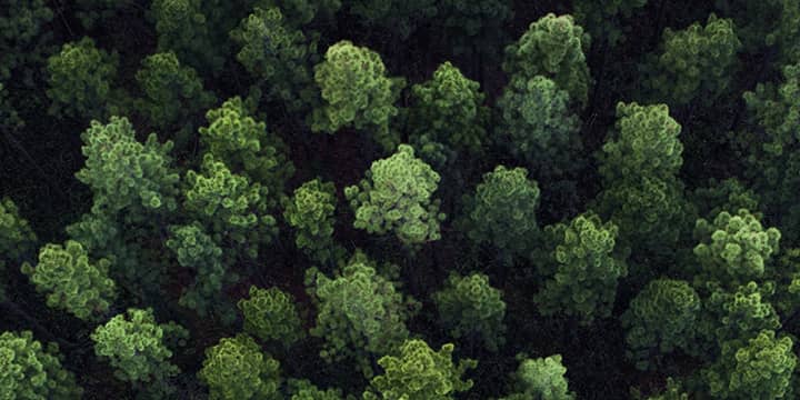 Forêt