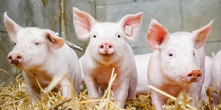 Porc