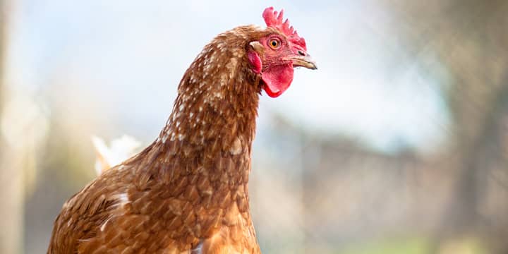 Coq