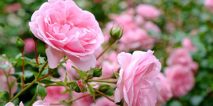 Roses