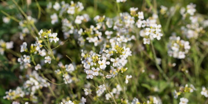 Arabidopsis thaliana