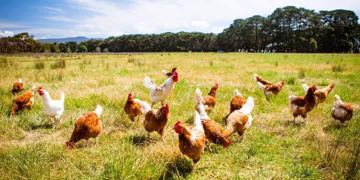 Poules dans un champ