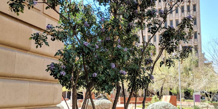 Ville de Tucson