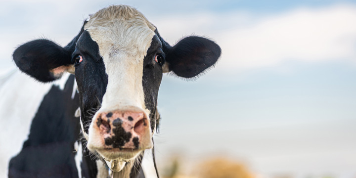 Vache Holstein