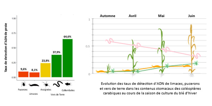 graphiques taux d'adn de proie