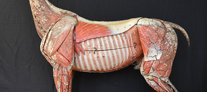 Visuel cheval Auzoux
