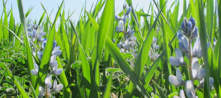 Exemple de cultures associées : association lupin - triticale (Crédit Photo Nicolas Carton - ESA Angers)