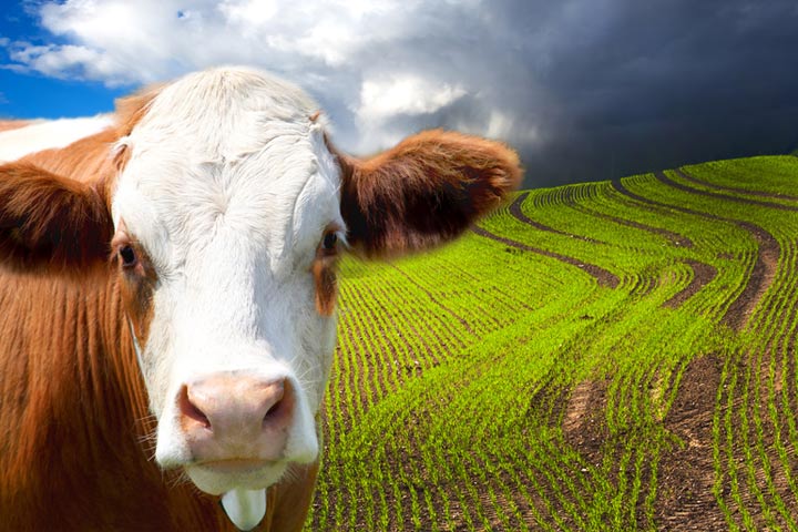 Végétal, animal, systèmes