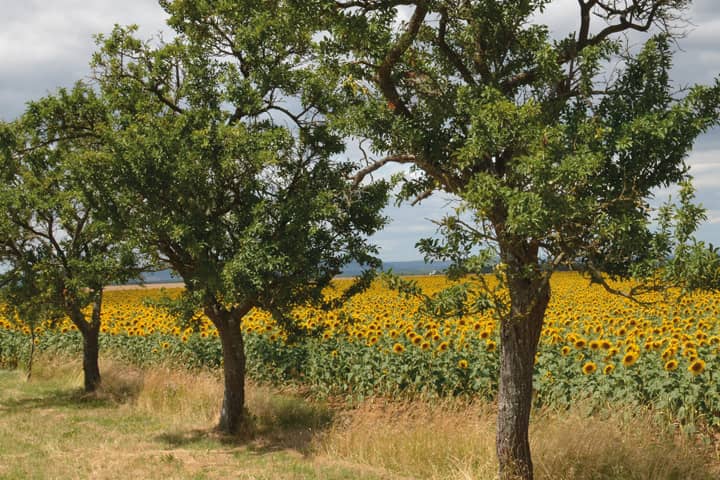 Arbres