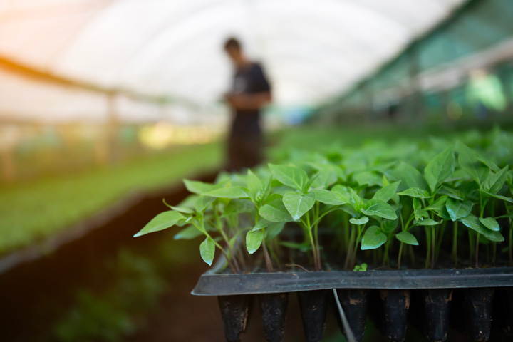 Jeunes plants dans une serre